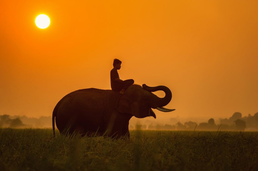 activités autour d'elephant en Thailande