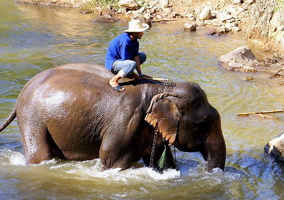 Elephant Chiang Mai